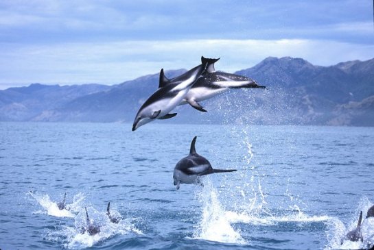 斑紋海豚